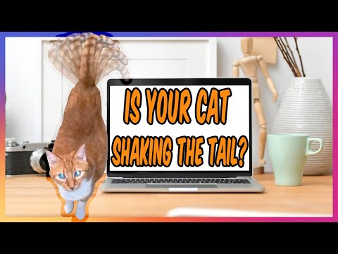 Is Your Cat Shaking Her Tail Up, Not Spraying But Looks Like It?