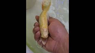 Arowana Fishes Videos