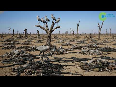 This Is Why VENOMOUS SNAKES ARE DISAPPEARING From The African Savanna -Shocking Truth For Scientists