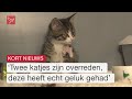 Drie kittens uit rijdende auto gegooid  maar één poesje overleeft