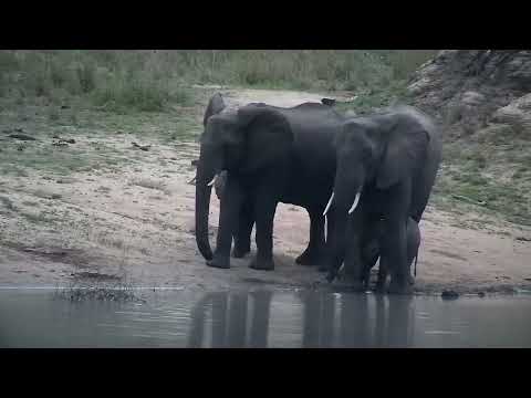 Djuma: Elephant mom and tiny calf-watch it try to drink at the dam - 18:07 - 11/01/2022