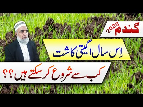Status of early sowing of Wheat crop in 2025 || Crop Reformer