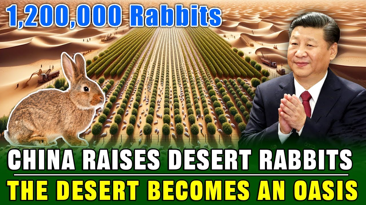 UNBELIEVABLE! China Breeds 1,200,000 Rabbits in The Desert to Turn The Desert into an Oasis! UNBELIEVABLE! China Breeds 1,200,000 Rabbits in The Desert to Turn The Desert into an Oasis!