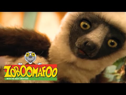 Zoboomafoo 137 - Cats (Full Episode)
