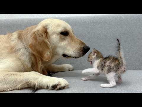YouTube 썸네일