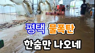 평댁 물폭탄! 하우스 물잠기고 미친다 미처?