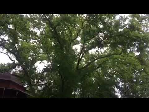 Parcul dendrologic din Satiunea Buzias- Timis !