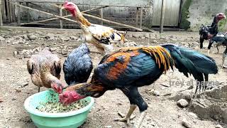 Download lagu AYAM // ayam jengki || ayam trondol #ayam jantan mp3 Download lagu AYAM // ayam jengki || ayam trondol #ayam jantan mp3