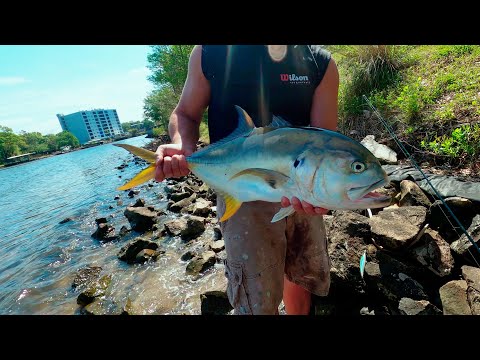 Fishing for Giant Fish in a River 2020, Crevalle Jack Fishing