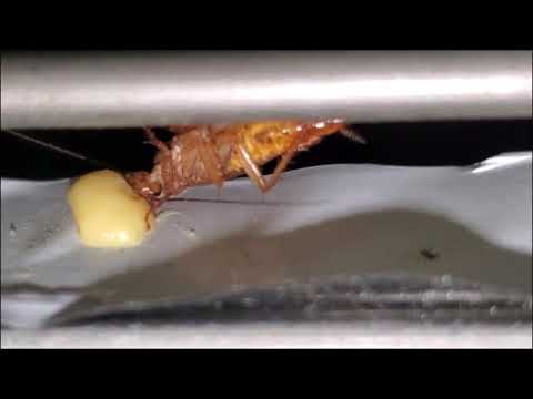 To Treat for Cockroaches, You Need to Think Like One in Toms River, NJ