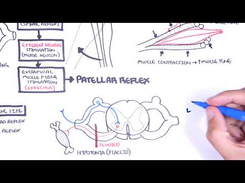 Introduction to how reflexes work - reflex arc, monosynaptic and polysynaptic reflexes