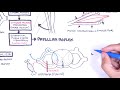 Introduction to how reflexes work - reflex arc, monosynaptic and polysynaptic reflexes