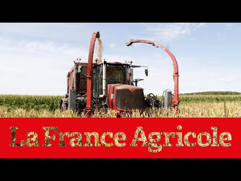 Une ensileuse pour valoriser les rangs mâles de maïs semence.