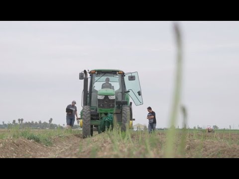 Robotic asparagus picker praised by US farmers