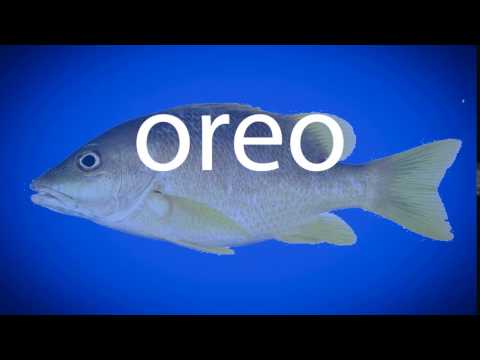How to pronounce oreo