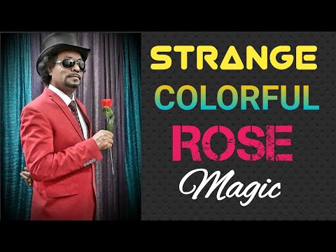 Strange Colorful Rose Magic Trick | by Dr.Gugampoo, Kuwait