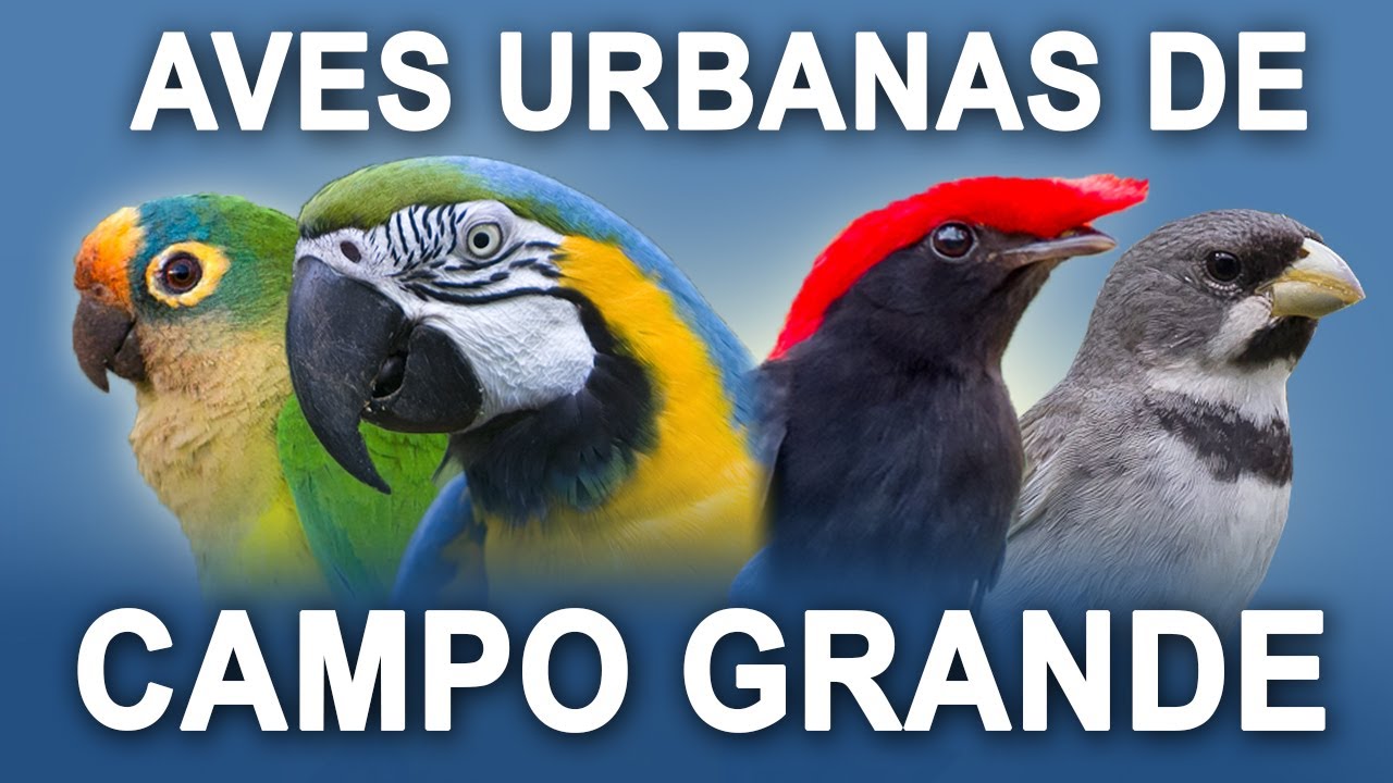 PASSARINHANDO na CIDADE de CAMPO GRANDE - MS | Aves urbanas da capital da observação de aves!