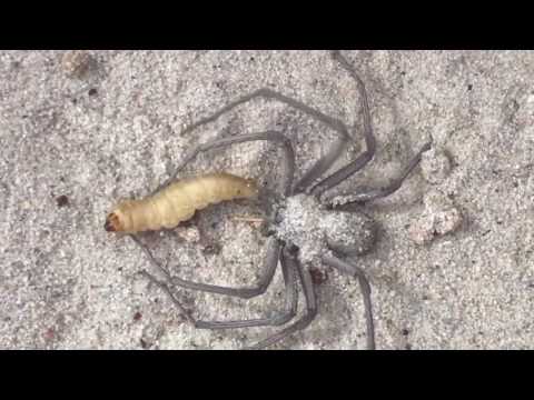 Sicarius Terrosus (sand spider).Release the kraken.