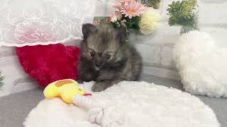 ポメラニアンの動画02