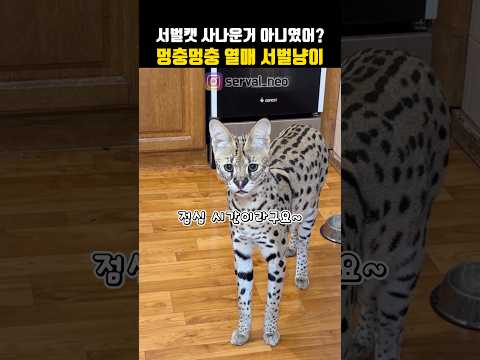 멍충멍충 열매 먹은 서벌캣#고양이