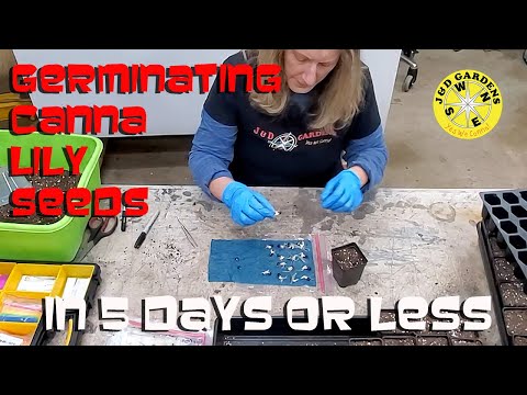 Germinating Canna Lily Seeds in 5 days or less