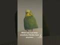 Budgie sleeping #music #birds #animals #animalshorts #sleep #parrot #cute #cuteanimals