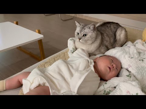 신생아를 처음본 강아지, 고양이의 반응은?! 아기와의 합사(?)는 성공할 것인가!!