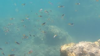 Fight COVID-19 Isolation boredom with some underwater relaxation!