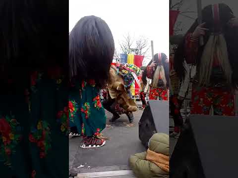 Cerbu de la Poiana Mărului