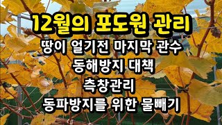 12월의 포도원 관리 #초보님들은 꼭 보세요 !!