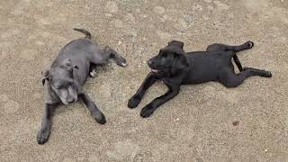 Video preview image #1 Labrador Retriever-Unknown Mix Puppy For Sale in Forest, VA, USA