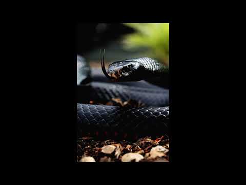 Lil Keed x Pyrex Whippa TYPE BEAT 2020 (Prod.JONTE x scarsamm)