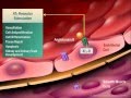 Renin Angiotensin Aldosterone System 