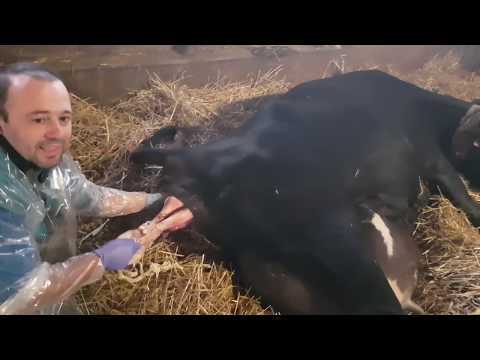 Liberarsi rapidamente da parassiti intestinali Ifa su un positivo lyambliya
