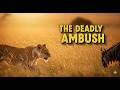 Epic Wildlife Moment Lioness Stealthily Ambushes Unaware Wildebeest