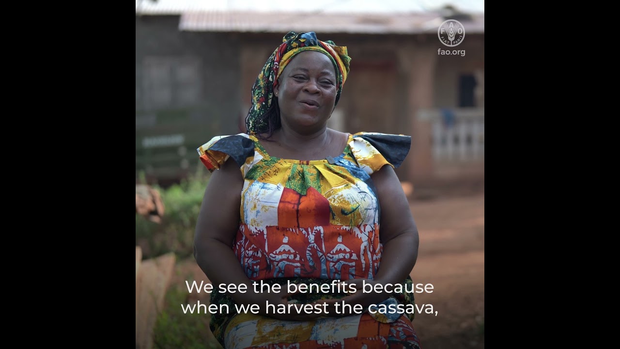 SCALA in Côte d’Ivoire: Boosting food security of women cassava growers