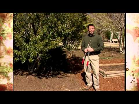 The Southern Wax Myrtle