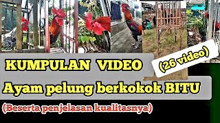 Download lagu KUMPULAN SUARA KOKOK AYAM PELUNG BITU DAN PENJELASAN KUALITAS DI TIAP KOKOKNYA | PEMULA WAJIB NONTON mp3 Download lagu KUMPULAN SUARA KOKOK AYAM PELUNG BITU DAN PENJELASAN KUALITAS DI TIAP KOKOKNYA | PEMULA WAJIB NONTON mp3