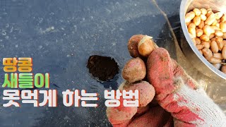 [도시농업관리사] 땅콩 새들이 못먹게 하는 방법 ㅣ 땅콩 발아ㅣ 땅콩 재배 방법
