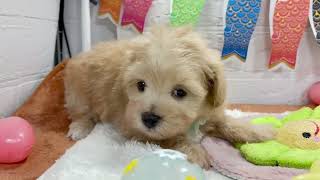 ハーフ犬の動画01