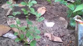 amazing and crazy butterfly rare HD video