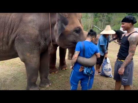 The Adventures of Star2 - Return to Thailand, 2024 - Part 3 (Elephants, Laos, and Zip Lining)