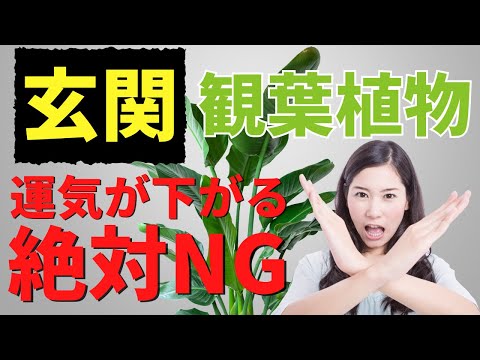 jardin-Feng-Shui plantes feuilles couleurs foncées élément Eau