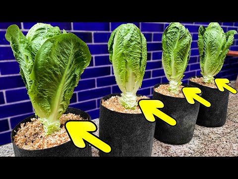 Growing Romaine Lettuce from Seed to Harvest - Step by Step