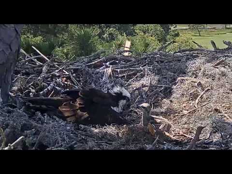 Osprey chicklet flaps its wings      11 38 36   Video 2020 04 29 122713