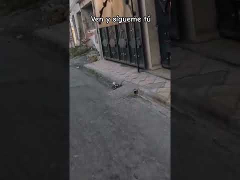 subscribe, like, and come follow me #viralshorts #humor #shortsfeed #iamfrom7mil #dog #cat