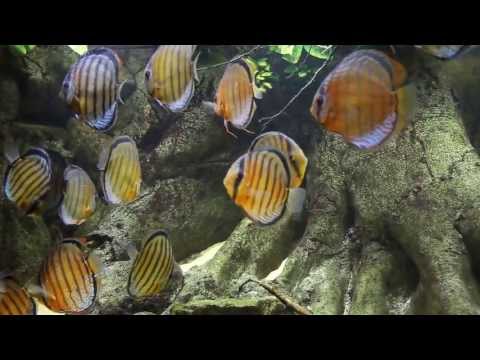 Wild Discus Aquarium - Jutai Green - Symphysodon tarzoo