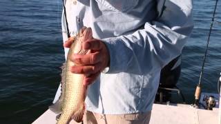 preview picture of video 'Visit Sarasota County Gulf Fishing Guide: Charters'