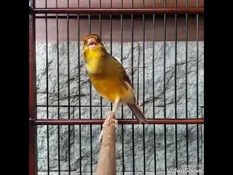 download lagu mp3 mp4 Download Mp3 Suara Burung Kenari Afs, download lagu Download Mp3 Suara Burung Kenari Afs gratis, unduh video klip Download Mp3 Suara Burung Kenari Afs