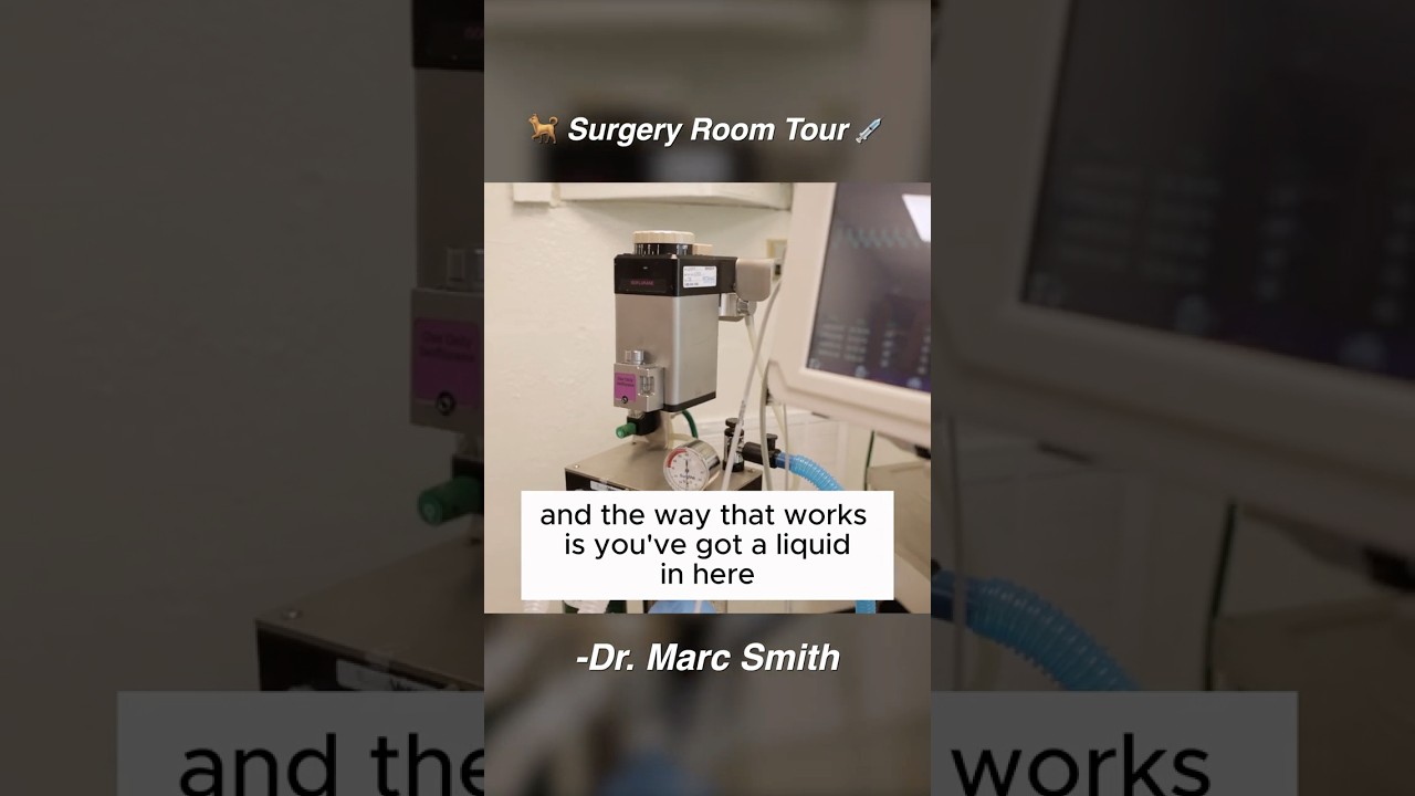 BTS: Veterinary Operating Room with Marc Smith, DVM, MS